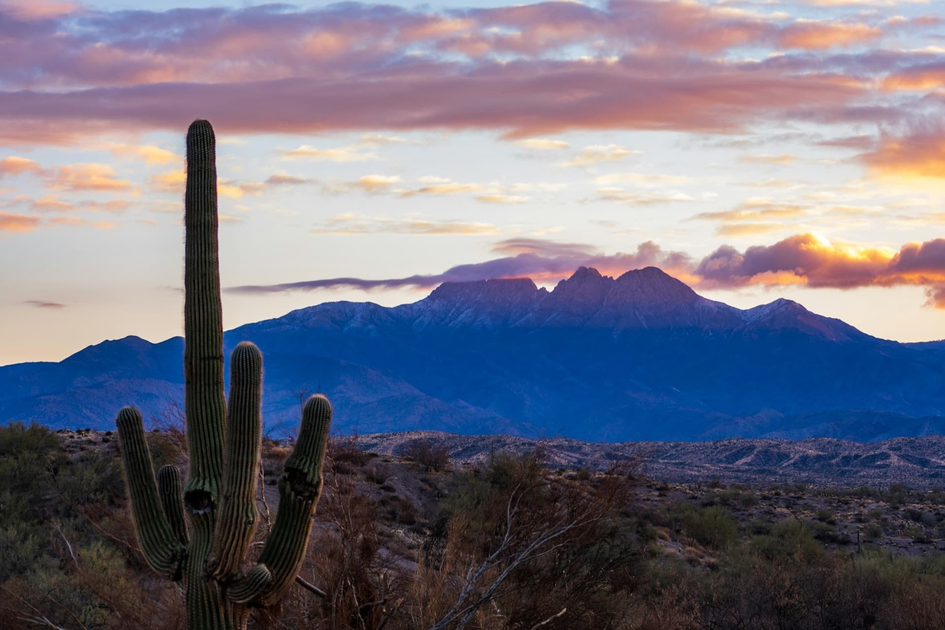 Saguaro cactus in the Sonoran desert at sunset near Scottsdale, Arizona