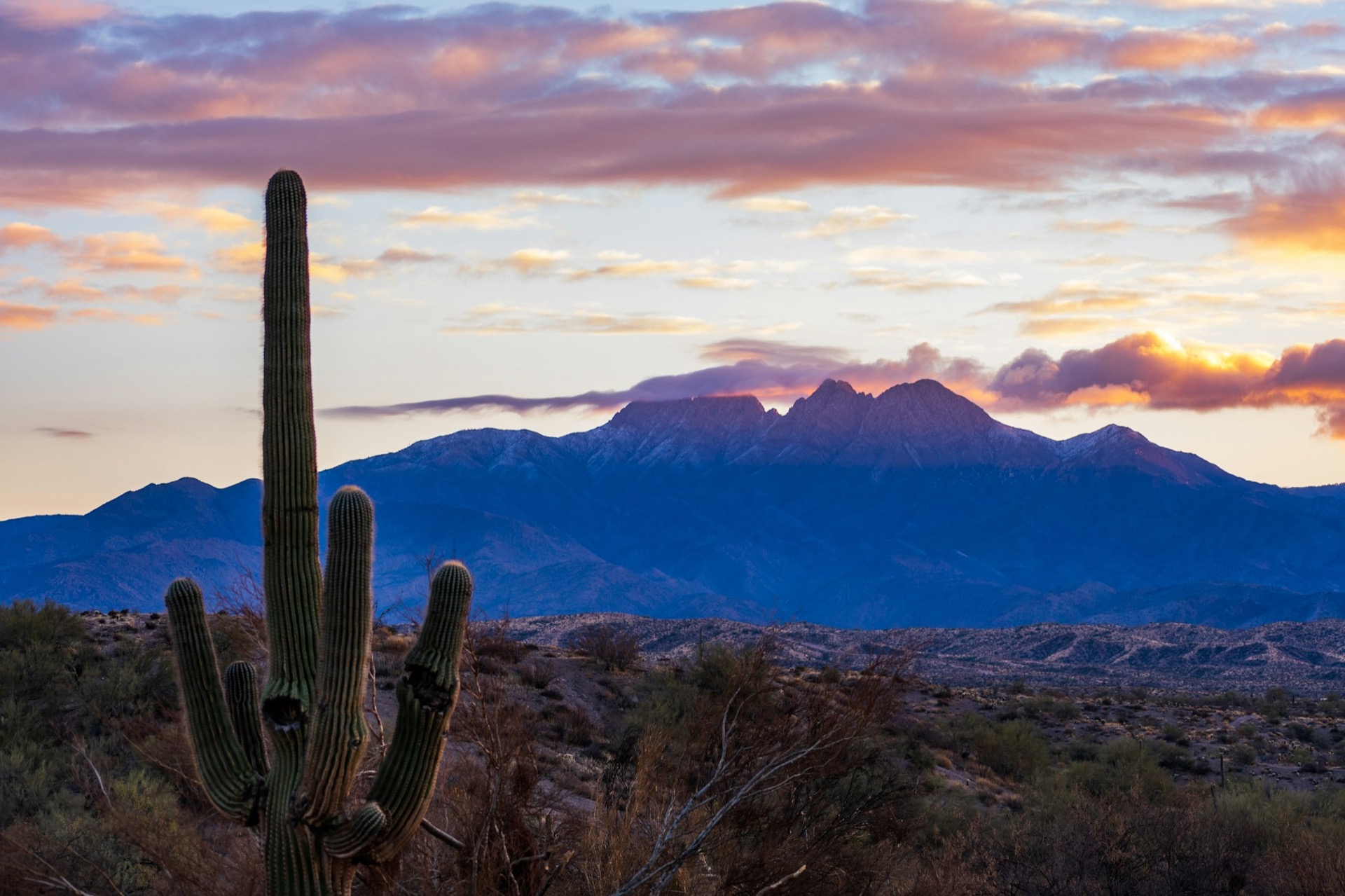 Saguaro cactus in the Sonoran desert at sunset near Scottsdale, Arizona